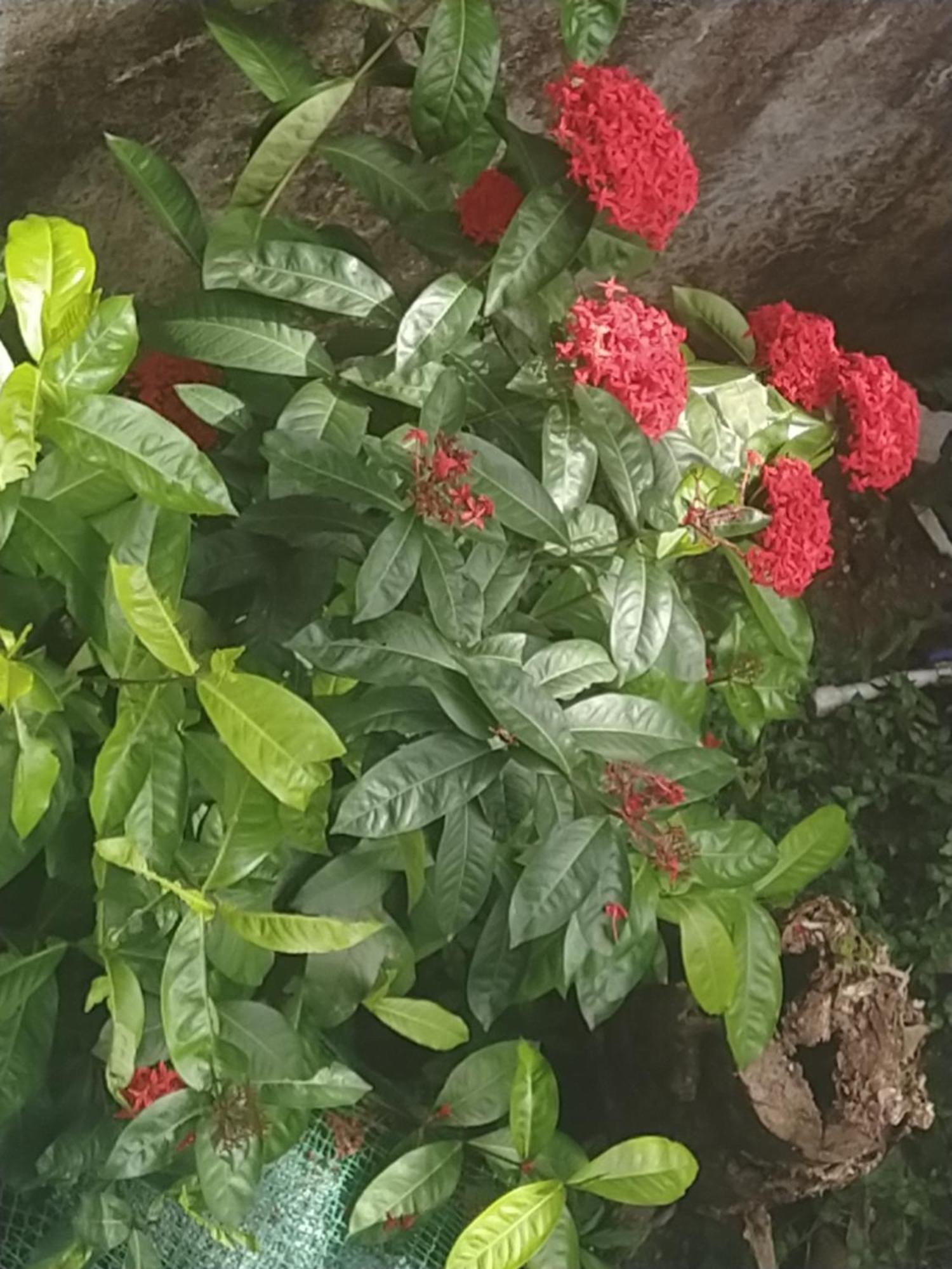 Paradise Inn Guest House Alappuzha Экстерьер фото